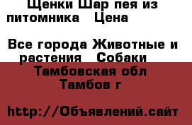 Щенки Шар пея из питомника › Цена ­ 25 000 - Все города Животные и растения » Собаки   . Тамбовская обл.,Тамбов г.
